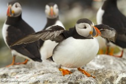 sapphire1707:  Puffins on the rock | by diegoramos3 | http://ift.tt/15vQQSo