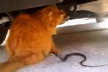 ¿Serpiente atacando el rabo de un gato?