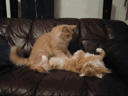 Alliscraziness:  Kittenmod:  Pettyartist:  Unimpressedcats:  Kitty Massage  Fun Fact! 