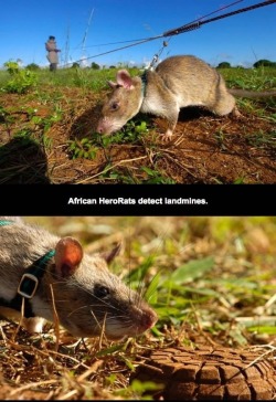 veterinaryrambles:  chrisray-the-lariat-king:  theinturnetexplorer:  Hero Rats  Bless them and their work  Rats are incredible. 