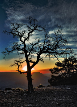 &Amp;Ldquo;The Tree At Yaki Point&Amp;Rdquo; Grand Canyon National Park