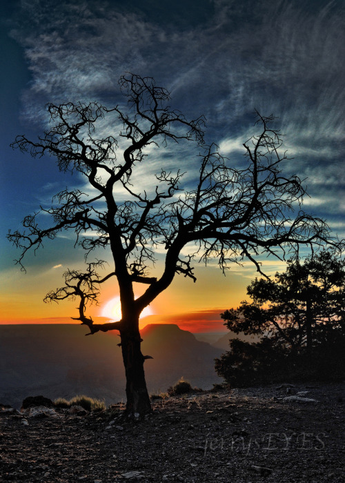 Sex “The Tree At Yaki Point” Grand pictures