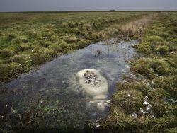 layingon-forestfloors:  sixpenceee:A sheep died in a bog. The top of the sheep’s back was not submerged and rotted away. The submerged parts remained perfectly preserved.  Wow..