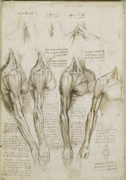 sixpenceee:  Leonardo Da Vinci’s original anatomical sketches. Leonardo became fascinated by the figura istrumentale dell’ omo (“man’s instrumental figure”. He did practical work in anatomy on the dissection table in Milan, then at hospitals