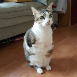 cognitive-exper-ti-se: ender-kun:   ipreferthe-drummer:  queenconsuelabananahammock:   mymodernmet: Determined Two-Legged Rescue Cat Learns to Walk, Run, and Jump  He is a star   @risingfaith  @cognitive-exper-ti-se   Oh my God I love him so much 
