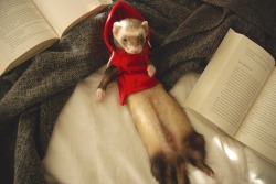 trashlordpanda:the-book-ferret:Book Ferret “Boopers”: Ready for our close-ups!@banzai-jintoEeee cute ferret~! c:
