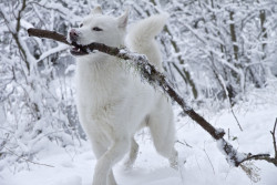 awwww-cute:  So… my Siberian Husky enjoyed his first ever day in the snow 