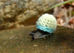 earthlynation:  Snail. in. a. SWEATER.   sweater meme has gone too far