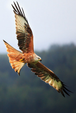 libutron:  Red Kite - Galloway Kite Trail,