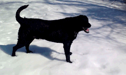 onlylolgifs:  Black Lab dog body slides in the snow 