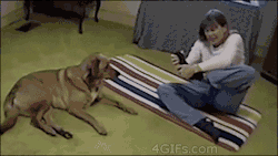 4gifs:  Dog is better at yoga. [video]  That
