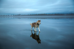 the-lazykat:  escapekit:  Huskies on waterRussian photographer Fox Grom on his recent walk with his dogs has captured a beautiful series of photos. He discovered a frozen lake covered with rainwater that created the illusion of the dogs walking on water.