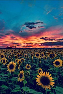 😍🌻 I love sun flowers this makes me cry I want to be here right now 😭