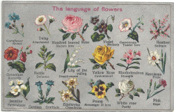 hama-rtia:  disposizionedolce:  The language of flowers, sometimes called floriography, was a Victorian-era means of communication in which various flowers and floral arrangements were used to send coded messages, allowing individuals to express feelings
