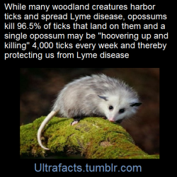 speciesofleastconcern:  riseofthedruids:  xekstrin:  ultrafacts:  (Fact Source) Follow Ultrafacts for more facts  thank you possums we don’t deserve you  TEACH THE CONTROVERSY   Well groomed opossums, filthy filthy white footed mice 