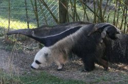 Did you ever notice &hellip; Giant Anteaters’ front legs look like Panda Bears?!? (love the baby riding piggyback too)
