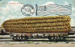 Tall-Tale Postcard - A Carload of Corn