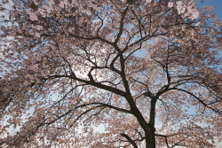 nubbsgalore:from the national cherry blossom festival in washington dc, which began friday and will end when the blooming season does in a couple of weeks . photos by (click pic) navid baraty, cat eyes, tammay shende, tosthekid, isaac pacheco 