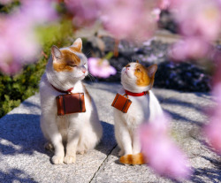 captainbasch:  unlikably:  khaleesi-of-westeros:  Oh my GOD  a cat with her senpai admiring the cherry blossoms while on their way to school  kawaii 