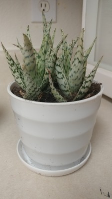My cool aloe hybrid. I&rsquo;ve never seen a white aloe plant before.