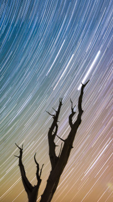 Codyslr:  The Ancient Bristlecone Pine Forest. A Million, Billion-Year-Old Stars