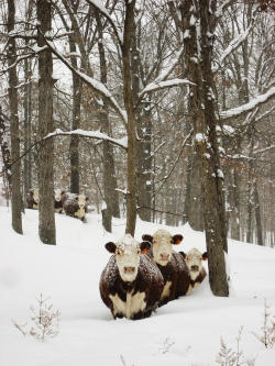 rainandsheep:  Herefords in the Snow | Matthew Parks 