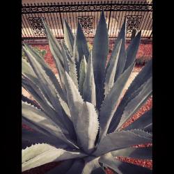 #mezcal #azul #mexicano #familiaperez #cactus  (at Anaheim Hills Orange County, Los Angeles CA)