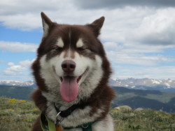 handsomedogs:  Max on top of the world at Mt. Evans. 