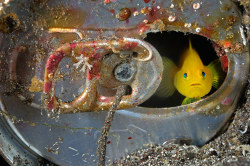 allcreatures:  A tiny yellow goby living
