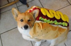 yurinai:  That is one HOT DOG 