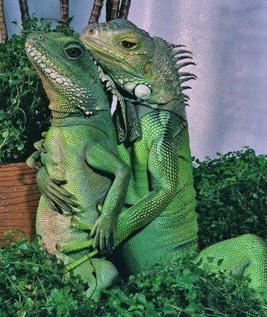 xv7:  this is like the old early 2000 photos couples used to take in the club just a lizard version   It’s is like a reptilian prom photo