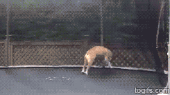 tastefullyoffensive:  Animals Jumping on Trampolines [video] 