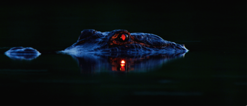 realmonstrosities:  nubbsgalore:  the red eyeshine of the alligator occurs when light enters its eyes, passes through the rods (light receptors) and cones (color receptors) of the retina, strikes a membrane behind the retina called a tapeatum, and is