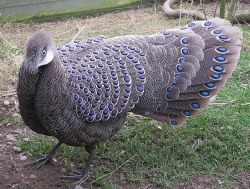 mugwomps: speciesofleastconcern:  thetinybutimportantthings:  mcsprankles:  ohcorny:  deermary:  Grey Peacock-Pheasant (Polyplectron bicalcaratum) of southeast Asia.  yo why didnt i know about these  Wow man forget regular peacocks this thing is magical.