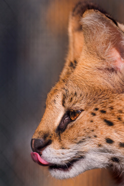 Profile of a serval (by Tambako the Jaguar)