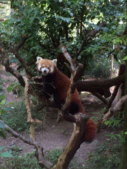 susancutie:  A red panda posing for me at