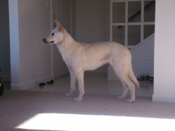 fuck-benedict-cumberbatch:  Well here’s my dog Juvia. She’s a white German Shepherd puppy, and I love her so much &lt;3 
