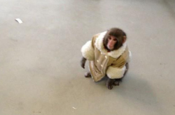 wired:  newsweek:  Oh, you want more monkeys wearing human clothes? OK, fine.  ALL THE MONKEYS.  MONKEYS!! WORLD DOMINATION!!!