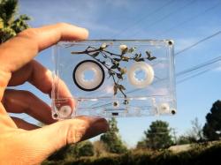 rueo:   gloosticks:  new GLOCHIDS cassette,