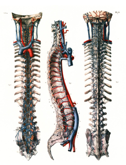 corporisfabrica:  Illustration of the spinal column and surrounding circulation. From the Atlas of Human Anatomy and Surgery, 2005.