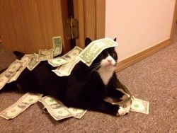 biancogold:  officialsmashmouth:  this is the money cat. she only shows up once every year. reblog the money cat to have your 2015 filled with money  ♡✧自分を愛する✧♡ 