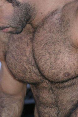 hairy-chests:  Hairy Chests ModelG 