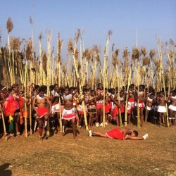   Swazi reed dancers, via daniel.mmatos 