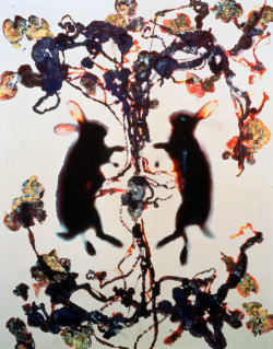 facesauce-blog:Love by Adam Fuss. This is a color cibachrome photogram of a rabbit cut in half and it’s insides. It is one of my favorite things in the world.