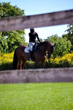 the-eventer:  Dreaming of summer and schooling