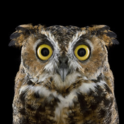 asylum-art:Amasing series by Brad Wilson Photography that captures up-close gorgeous portraits of different owl species for The National Audubon Society: “Who’s Who”.Great Horned OwlBarn OwlWestern Screech-OwlEastern Screech-OwlSpectacled OwlEurasian