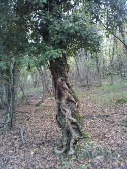 rosellapristera:  Radicondoli — bosco - foresta - floresta 301013 