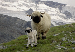 Too cute for words (Valais Blacknose Sheep)