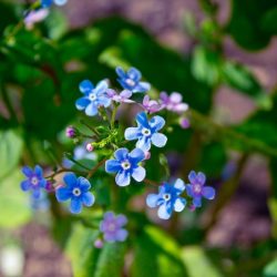 blooms-and-shrooms:spring blue flowers by a-place4my-head 