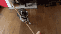 gifsboom:  Melanie Raccoon sweeping the floor.